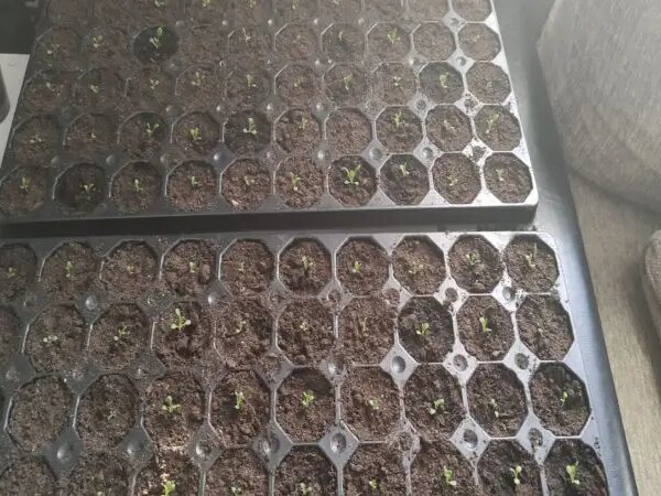 Що таке торф'яні таблетки насправді: плюси та приховані мінуси для розсади