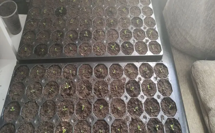 Що таке торф'яні таблетки насправді: плюси та приховані мінуси для розсади расса