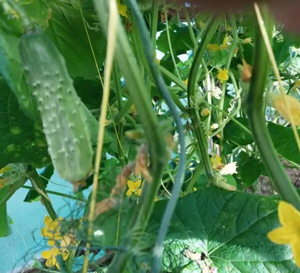 Що буде, якщо посадити огірки після огірків: сумні наслідки для ґрунту