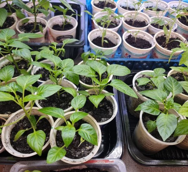 Як поливати розсаду, щоб не було чорної ніжки: золоте правило поливу