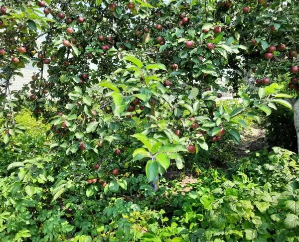 Що спільного у яблуні та картоплі: небезпечне сусідство, яке знижує врожай