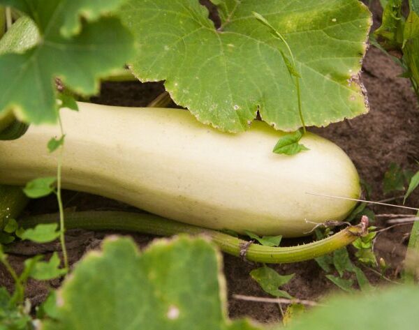 Чому після кабачків земля «втомилася»: яку культуру вибрати для відновлення