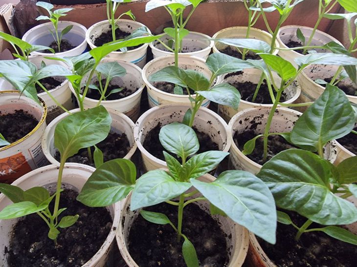 Що означає «розсада переросла»: чи можна її врятувати та як правильно висадити