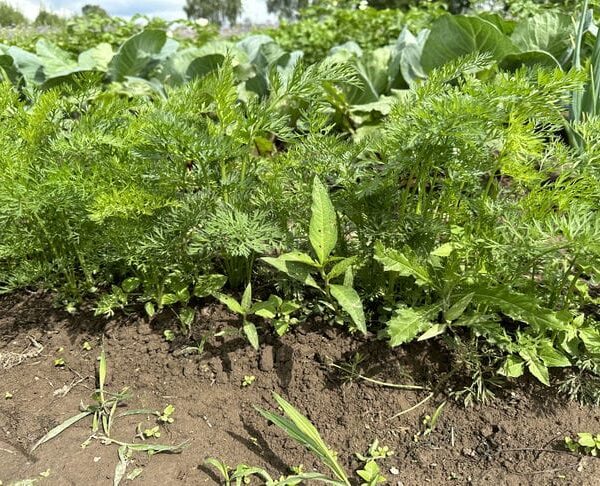 Як морква та кріп гублять один одного: класична помилка новачків