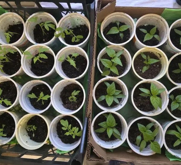 Навіщо пікірувати розсаду: які культури це люблять, а які ненавидять