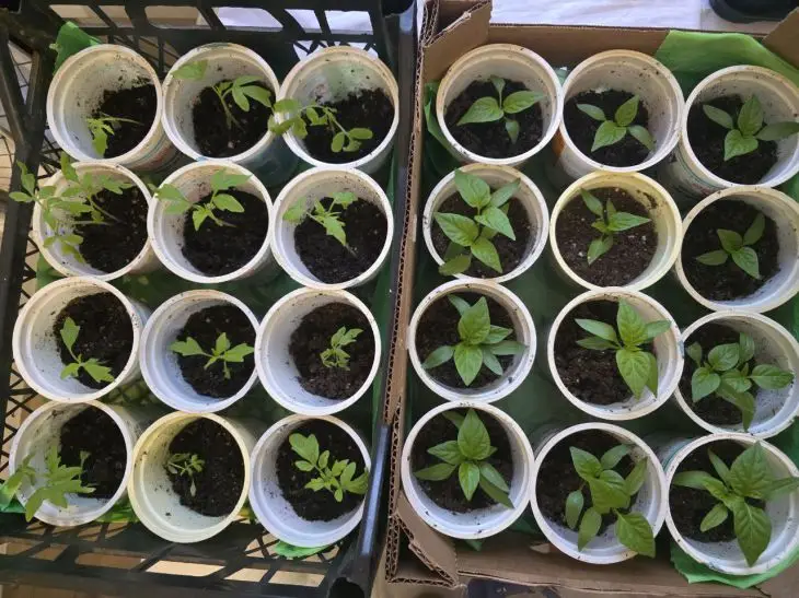 Навіщо пікірувати розсаду: які культури це люблять, а які ненавидять