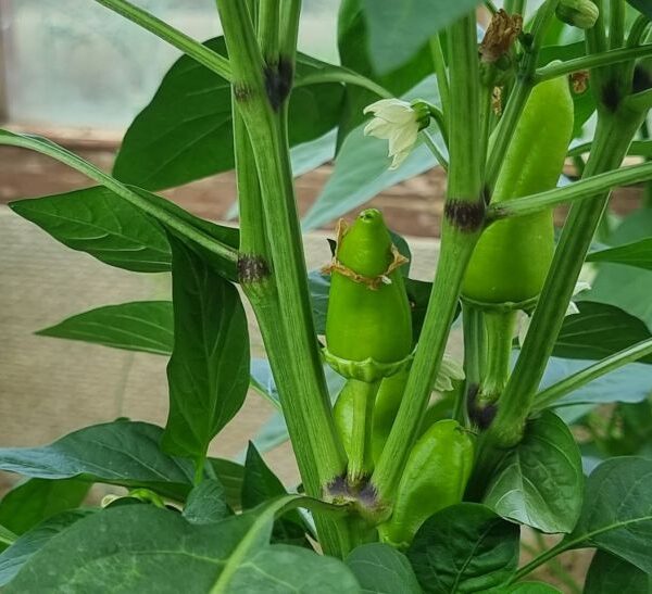 Навіщо варити лушпиння цибулі: неймовірна користь для городу і домашніх рослин