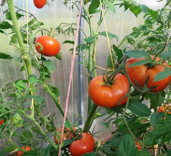 Що посіяти після томатів: грядка, яка здивує врожаєм