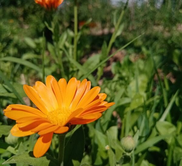 Що посіяти поряд з картоплею: дачний секрет для захисту від колорадського жука