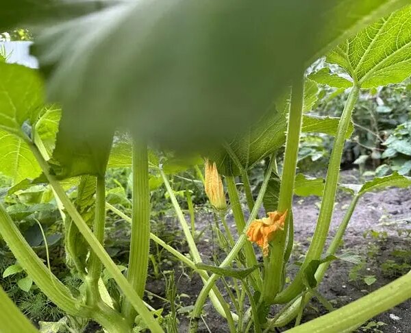 Що посіяти після кабачків: хитрість для втомленої від гарбузових землі