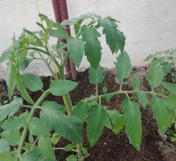 Чому розсада томатів витягується і падає: 3 фатальні помилки у догляді