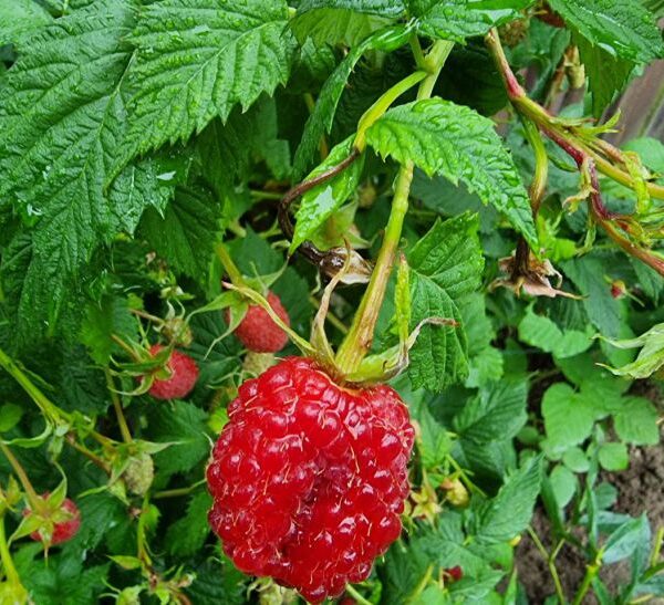 Навіщо садити малину та полуницю на різних кінцях городу: загальний шкідник