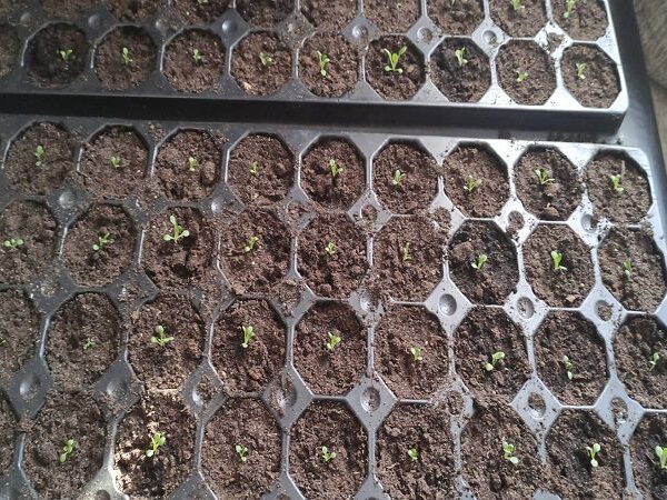 Як зробити грунт для розсади вдома: простий рецепт, який кращий за магазинний