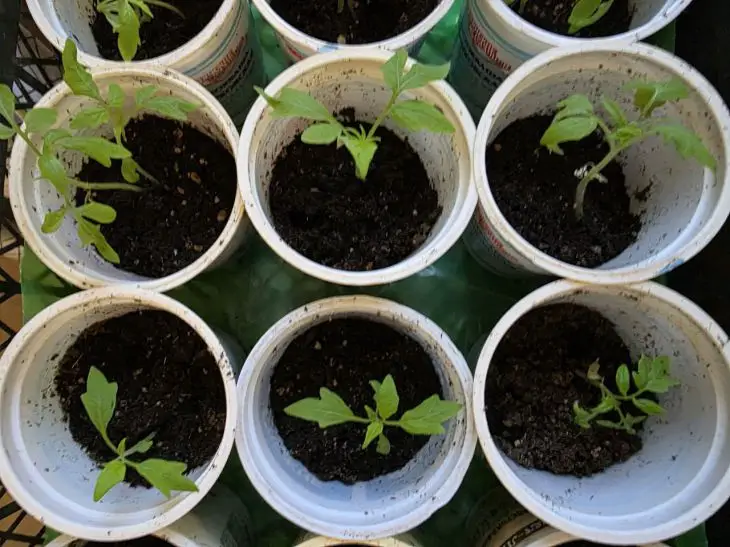 Зелені, як смарагд: чим поливати розсаду, щоб вона була кремезною і не…