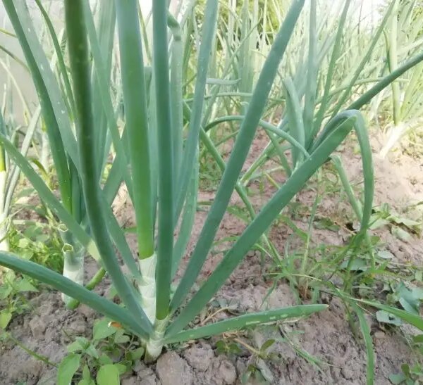 Чим засіяти грядку після цибулі: хитрість для забудькуючих городників