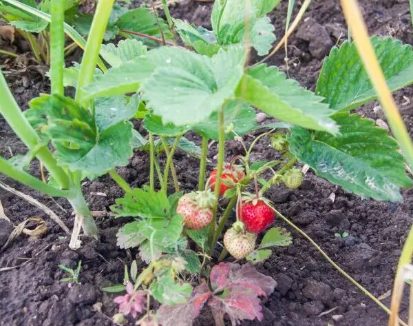 Як використовувати грядку з-під полуниці: що дасть суперурожай на старому місці
