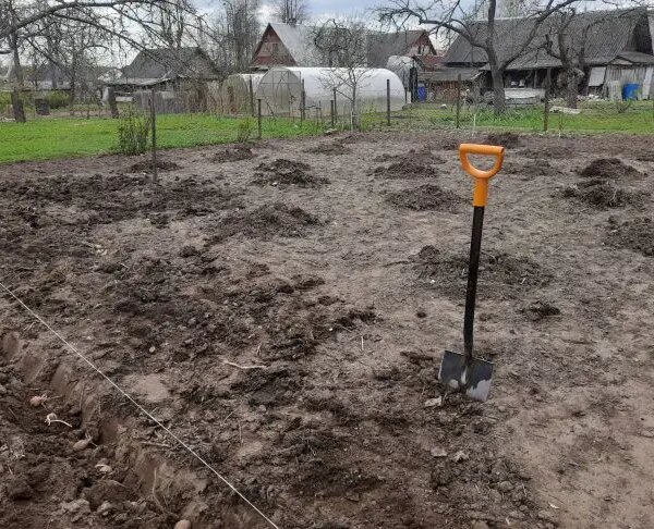 Що посадити після квасолі: про це повинен знати кожен городник