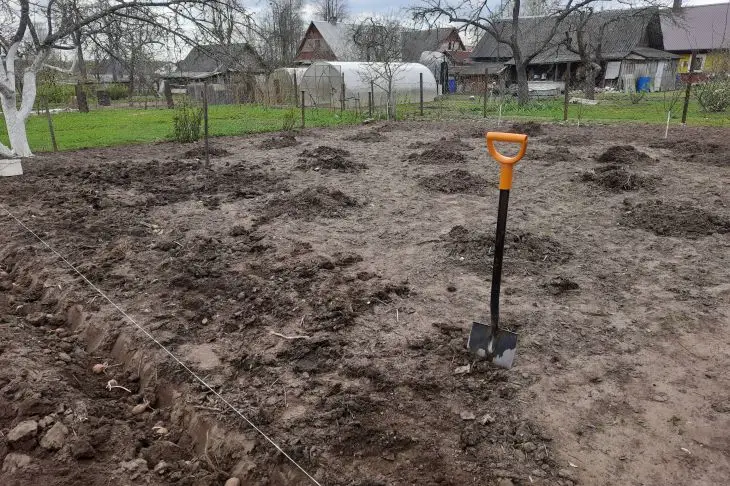 Що посадити після квасолі: про це повинен знати кожен городник огород