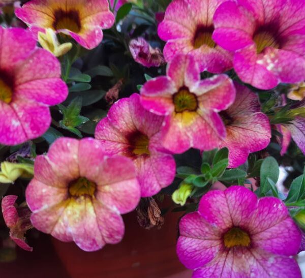 Капризна петунія: як посіяти дрібне насіння, щоб воно зійшло стіною