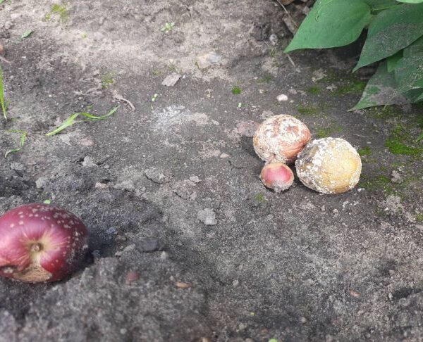 Чому після картоплі земля порожня: що посадити, щоб пожвавити її за рік