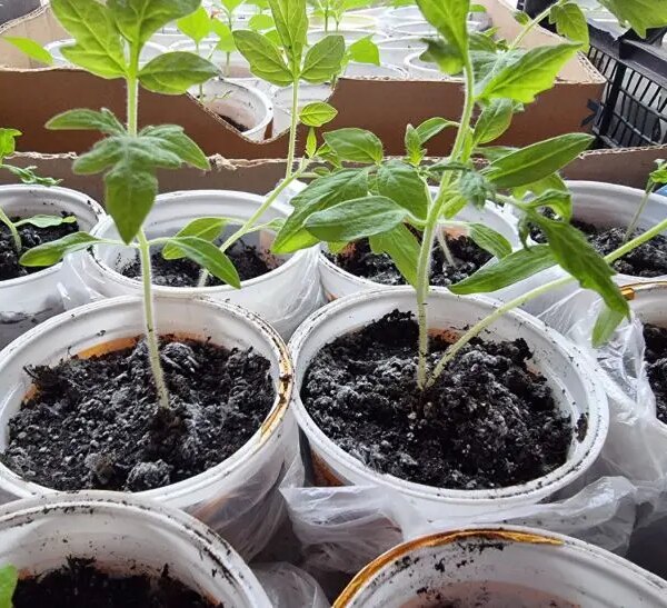 Чому розсада «коштує» і не росте: чим полити, щоби запустити процеси зростання