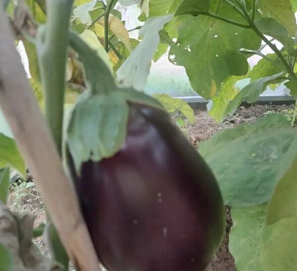 Як використовувати землю після баклажанів: їм важко, але наступній культурі немає