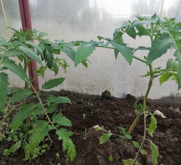 Навіщо міняти місце для томатів щороку: і що можна садити на їхньому…