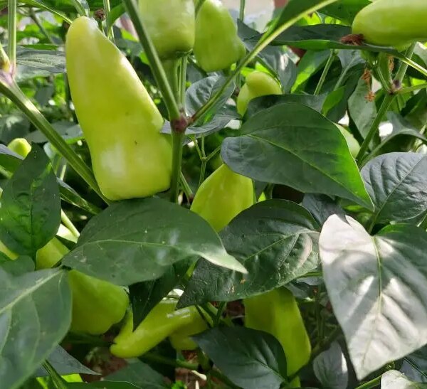 Що в жодному разі не можна садити поруч із перцем: ворог вашого…