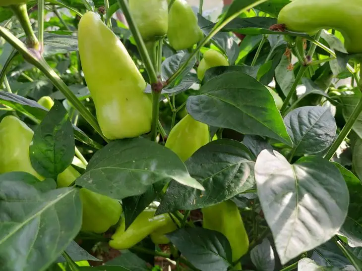 Що в жодному разі не можна садити поруч із перцем: ворог вашого…