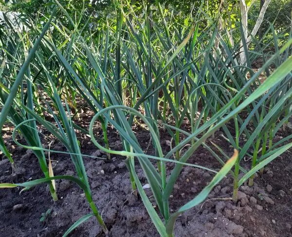 Що садити після часнику: вичавіть з ґрунту максимум користі