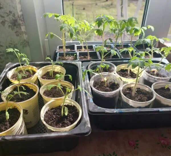 Жовтіють листя? Чим терміново підгодувати розсаду, щоб урятувати врожай