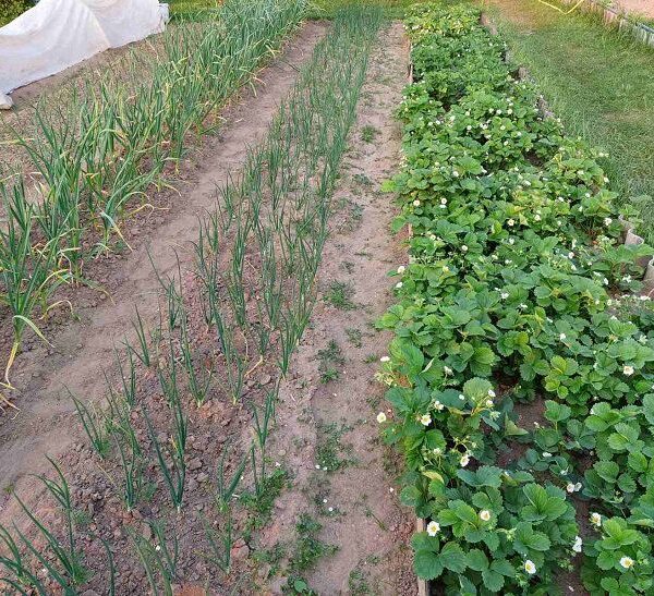 Чому цибуля шкодить гороху: 10 ворогів на одній грядці