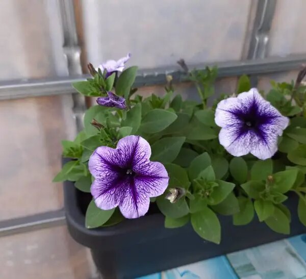 Чому петунія витягується: вмикаємо режим «Сонце» на підвіконні