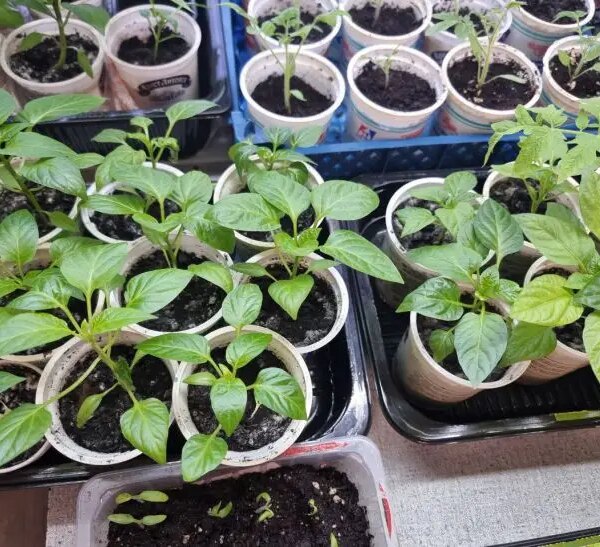 Ідеальний ґрунт: де набрати землі, щоб розсада поперла як на дріжджах