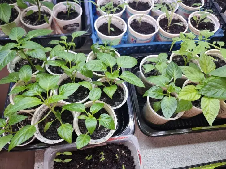 Ідеальний ґрунт: де набрати землі, щоб розсада поперла як на дріжджах рассада