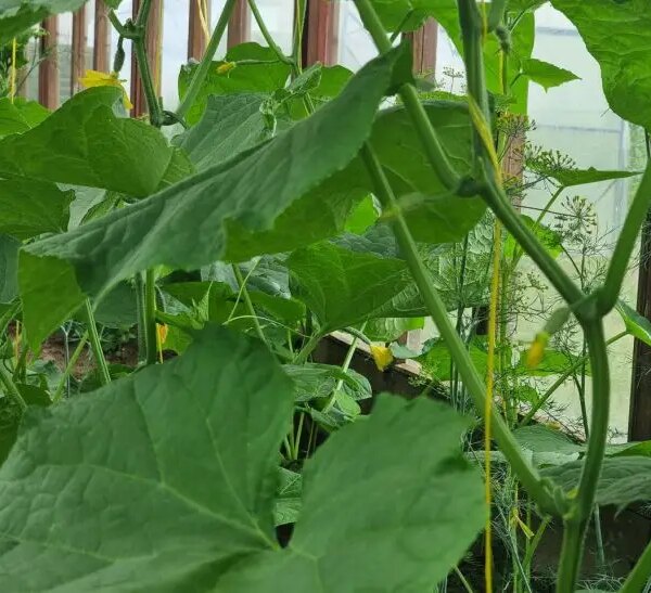Тепла грядка: чому органічна подушка в парнику творить дива з розсадою огірків