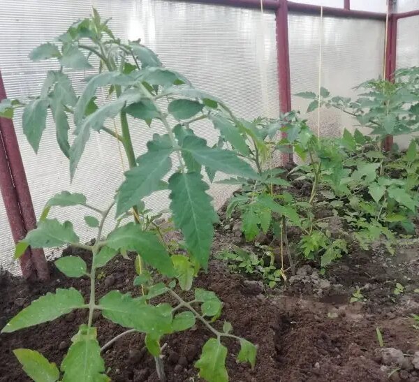 Секрет урожайності: навіщо обривати нижнє листя у розсади томатів при висадженні