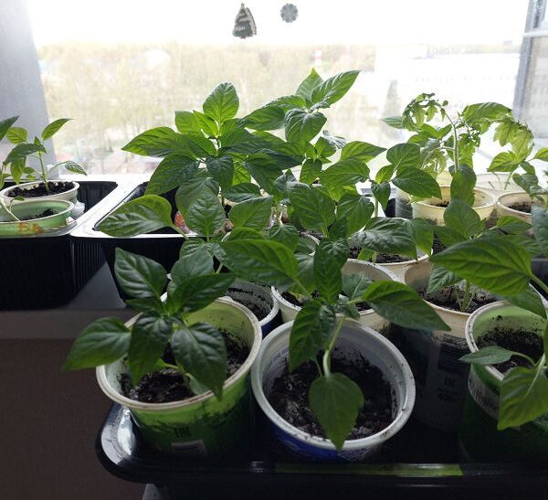 Не грішіть з водою: чому крижаний полив знищує розсаду швидше за будь-які&hellip;