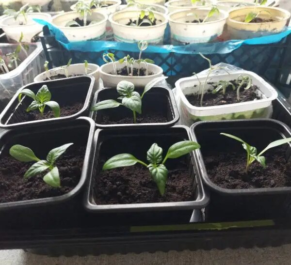 Без пікірування взагалі: які культури одразу сіють в окремі ємності та чому