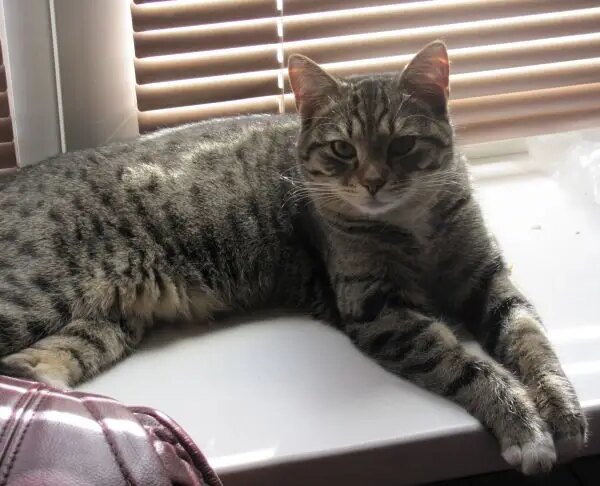 Кішка на підвіконні: як захистити розсаду від вусатого хулігану