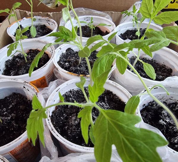 Чому розсада падає: чорна ніжка чи звичайна жадібність