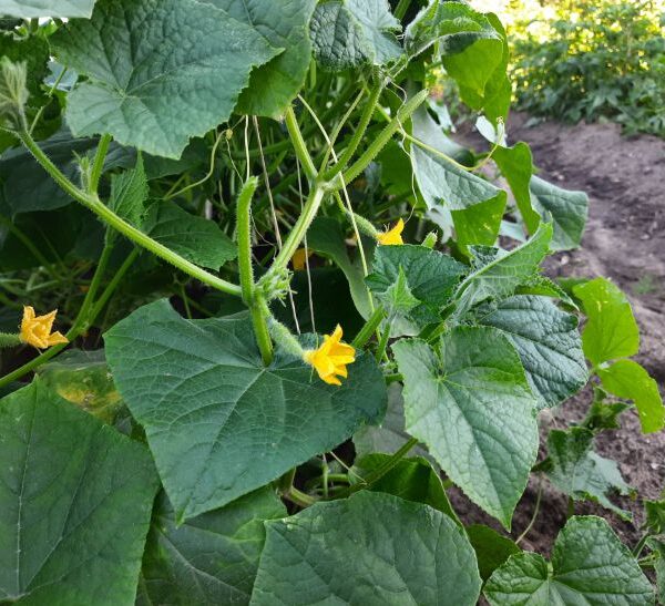 Як омолодити кущ огірка: коренева система скаже вам спасибі