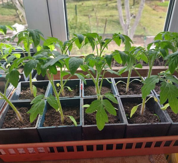 Розсада міцна і низька: коли включати фітолампу і скільки світла потрібно насправді