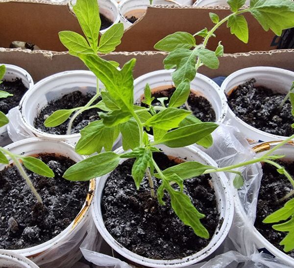 Секрет бабусі: навіщо сіяти помідори в пелюшки з поліетилену