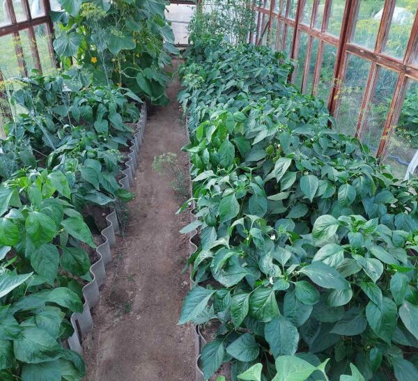 Де краще росте перець: несподіваний сусід по грядці, що подвоює врожай