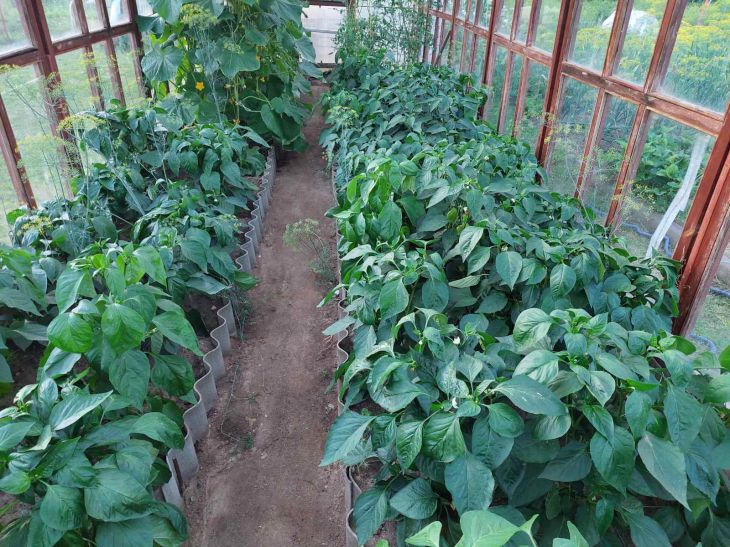 Де краще росте перець: несподіваний сусід по грядці, що подвоює врожай