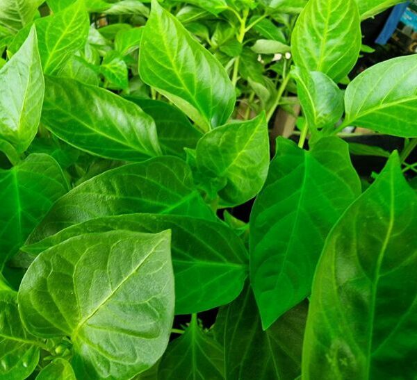 Не пікіруйте так: яку грубу помилку роблять 90% дачників під час пересадки