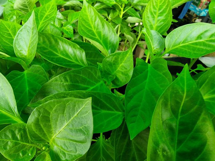 Не пікіруйте так: яку грубу помилку роблять 90% дачників під час пересадки рассада