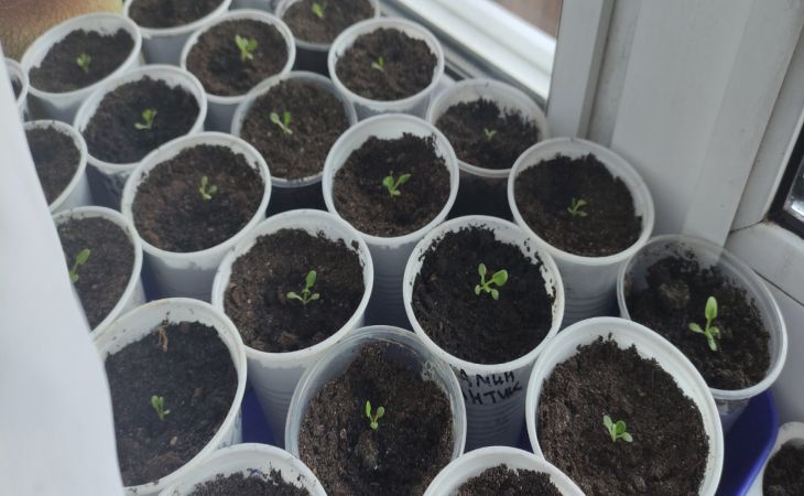 Скільки можна не поливати розсаду: геніальний лайфхак для дачників