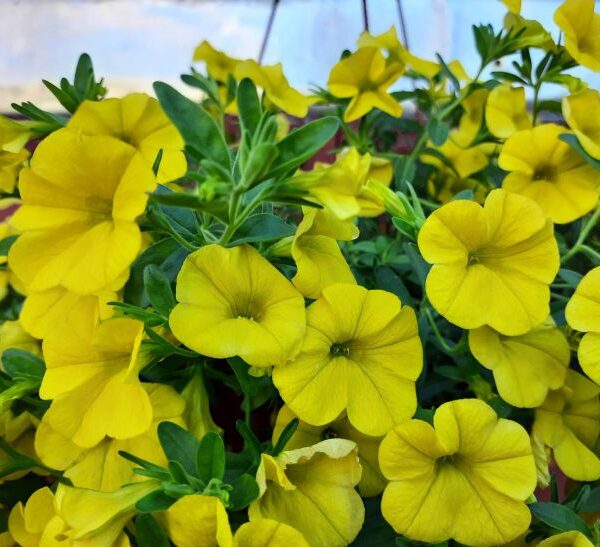 Коли пікірувати петунію: не запізніться, інакше розсада пропаде